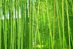  植物株高要如何測(cè)量？